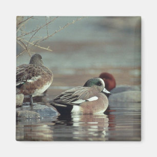 canard colvert américain sauvage aimant