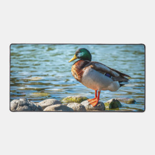 Canard colvert debout sur des rochers du rivage au