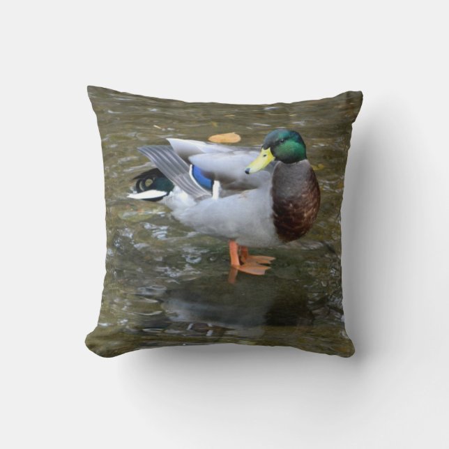 Canard colvert (mâle) en Coussin de ruisseau (Recto)
