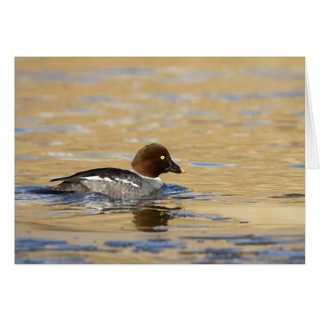 Canard commun de Goldeneye (Devant horizontal)