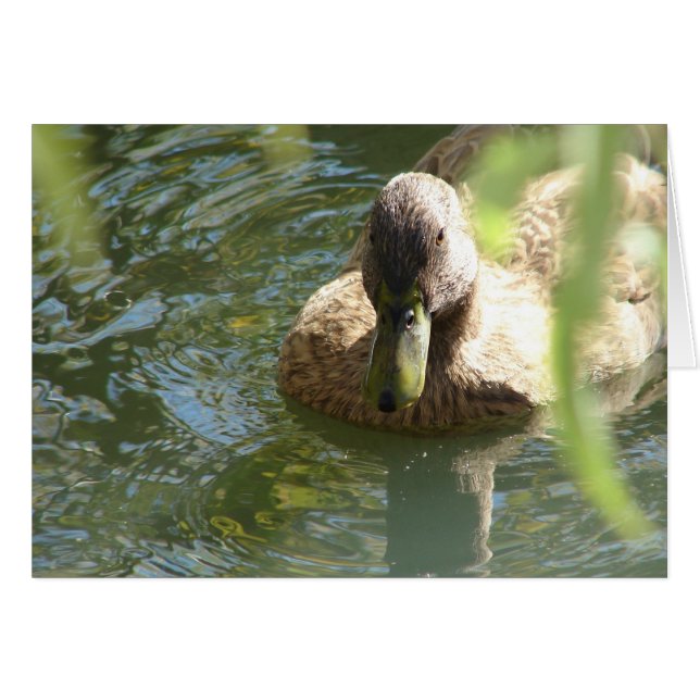 Canard dans l'eau (Devant horizontal)