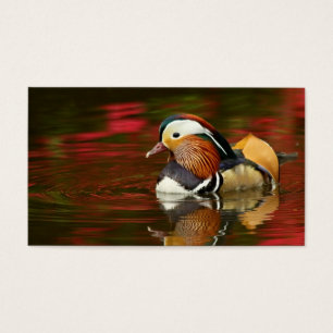 Canard de mandarine