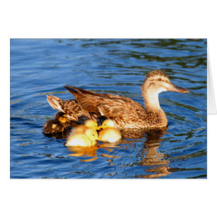 Canard de mère avec ses duckllings