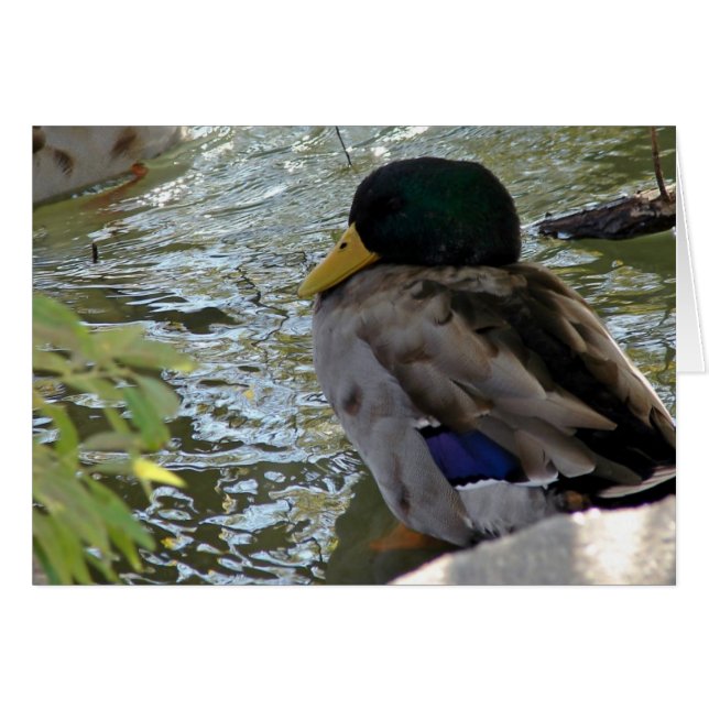 Canard de repos (Devant horizontal)