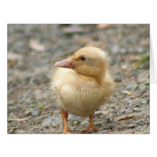 Canard jaune