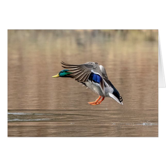 Canard Mallard en vol (Devant horizontal)