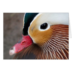 Canard mandarin