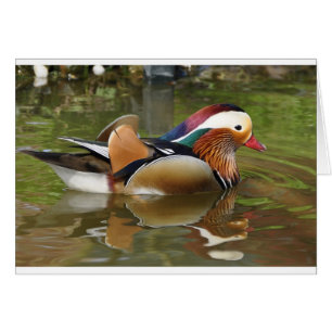 canard mandarin