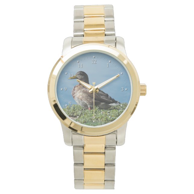 Canard par la montre d'eau (devant)