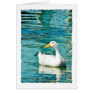 Canard Pekin blanc - Photo nature dans Réflexions