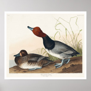 Canard roux par Audubon Poster