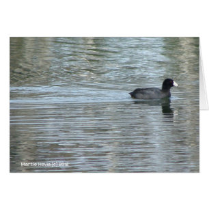 Canard solitaire II
