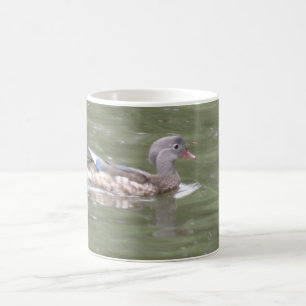 Canard sur le lac Mug