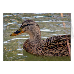 Canard Toutes les occasions Carte de voeux