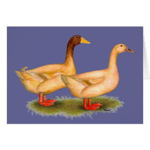 Canards : Buff Orpington