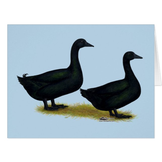 Canards : Cayugas noirs (Devant horizontal)