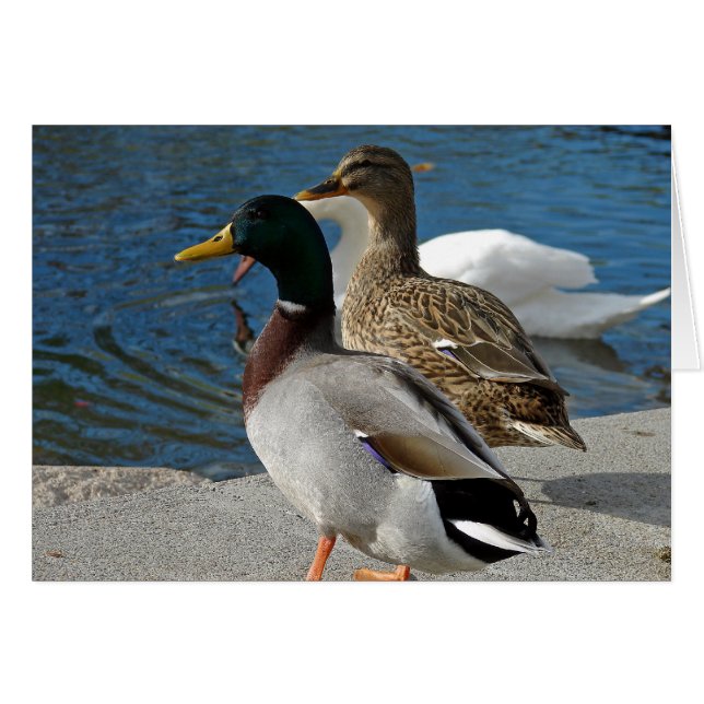 Canards dans le parc (Devant horizontal)