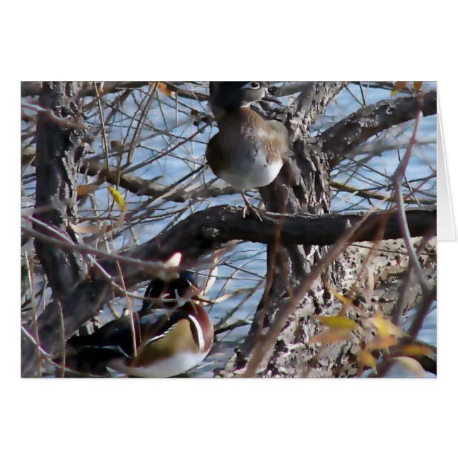 Canards en bois dans un arbre (Devant horizontal)