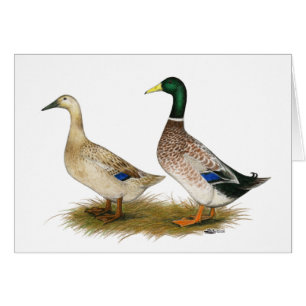 Canards : Harlequin argenté de Gallois