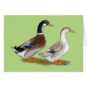 Canards : Joyeuse Argent