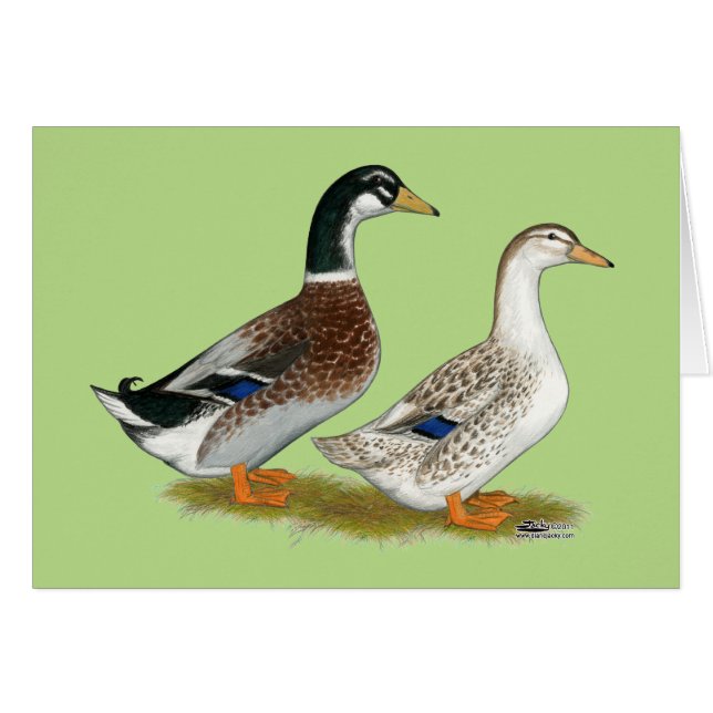 Canards : Joyeuse Argent (Devant Horizontal)