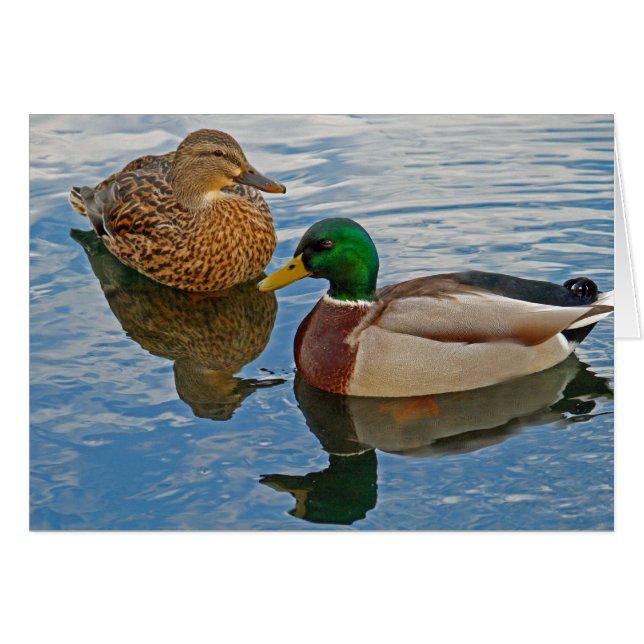 Canards masculins et femelles (Devant Horizontal)