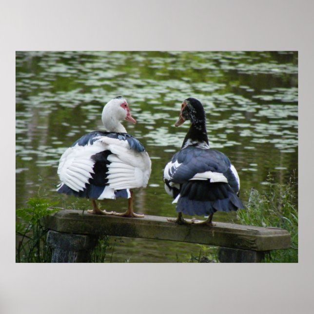 Canards Muscovy Assis Sur Une Affiche D'Ornement (Devant)