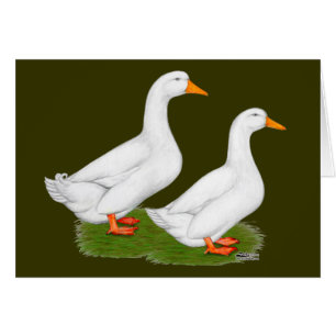 Canards : Pekins blanc