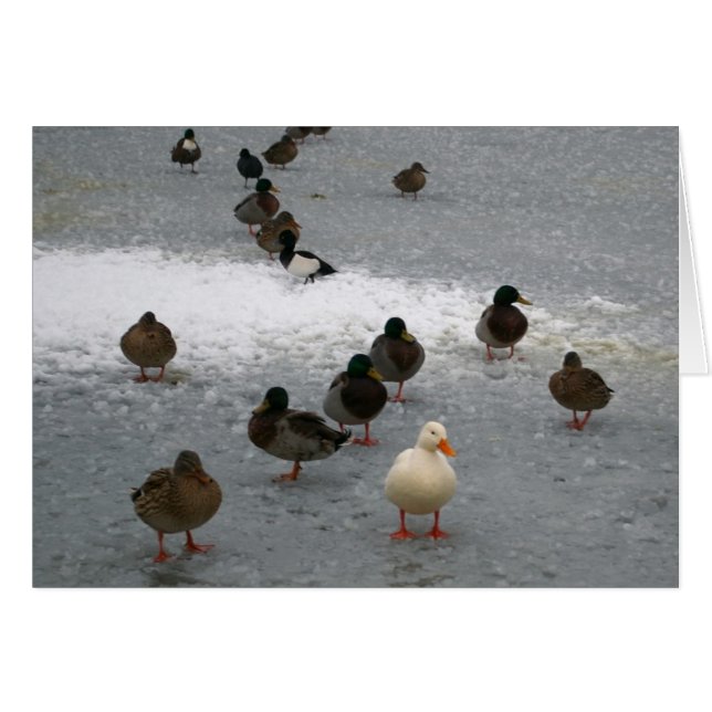 Canards sur glace (Devant Horizontal)