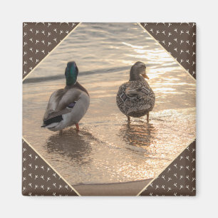 Canards sur la plage Pittoresque Magnet Brown