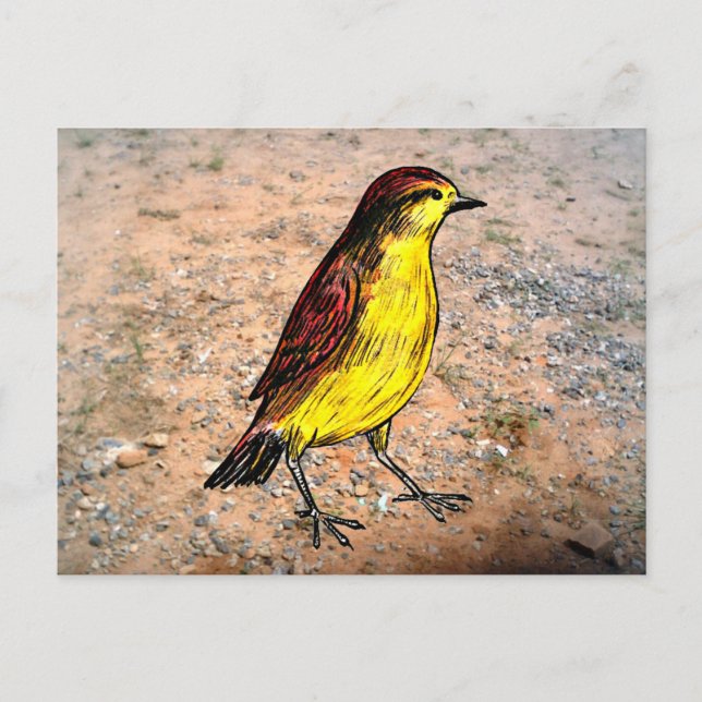 Canary Bird Postkarte (Vorderseite)