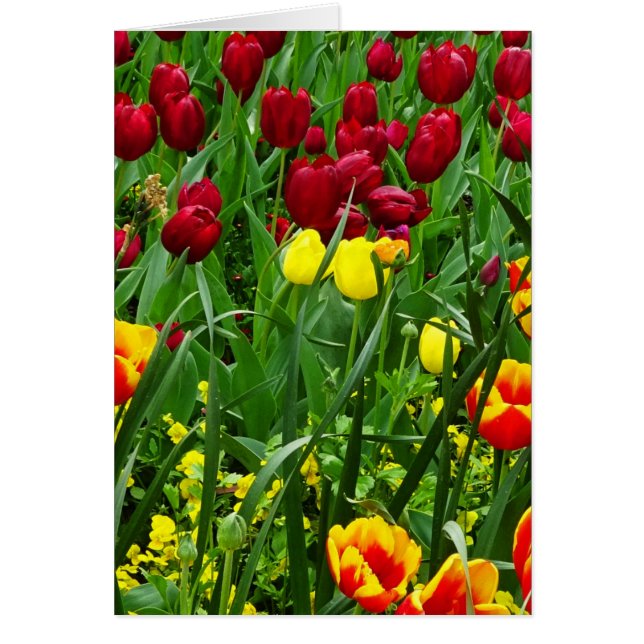 Canberra-Tulpen (Vorne)