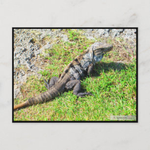 CANCUN #16 POSTKARTE