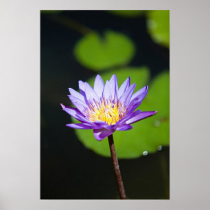 Cancun, Mexico Poster