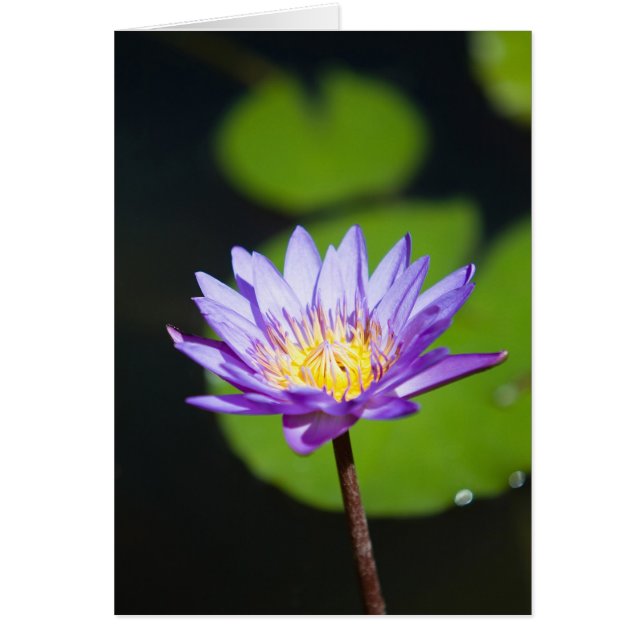 Cancun, Mexiko (Vorne)