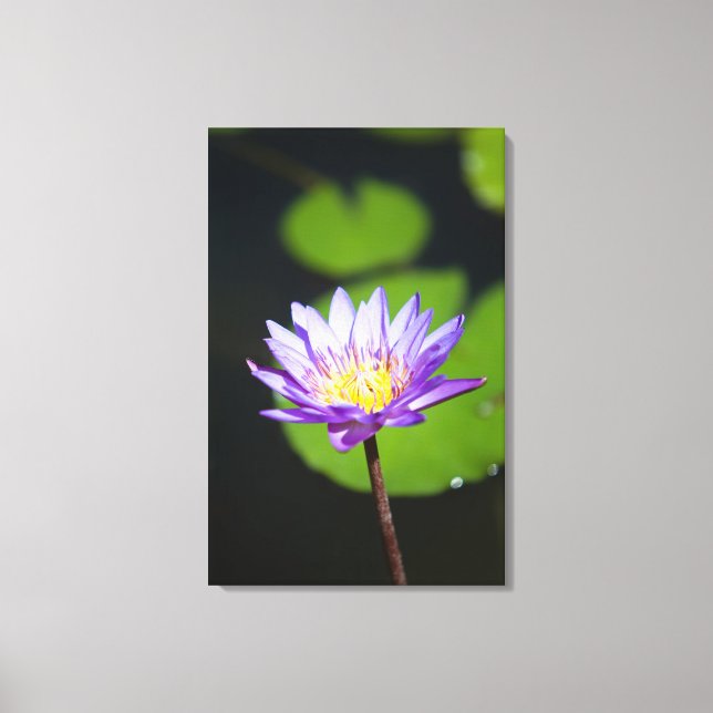 Cancun, Mexiko Leinwanddruck (Vorderseite)