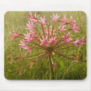 Candelabra-Blume (Brunsvigia Radulosa) Mousepad