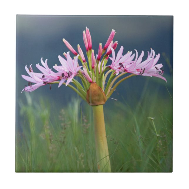 Candelabra-Blume (Brunsvigia Radulosa), Umgeni Fliese (Vorderseite)
