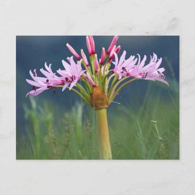 Candelabra-Blume (Brunsvigia Radulosa), Umgeni Postkarte (Vorderseite)