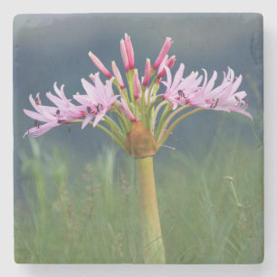 Candelabra-Blume (Brunsvigia Radulosa), Umgeni Steinuntersetzer