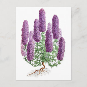 Candelabra-Flower Larkspur Postkarte