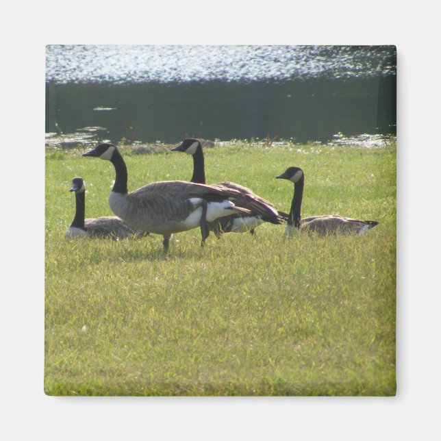 Candian Geese Magnet (Vorne)