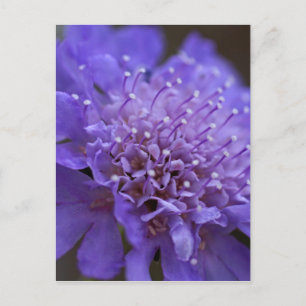 Candid Postkarte