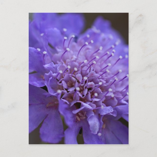 Candid Postkarte (Vorderseite)