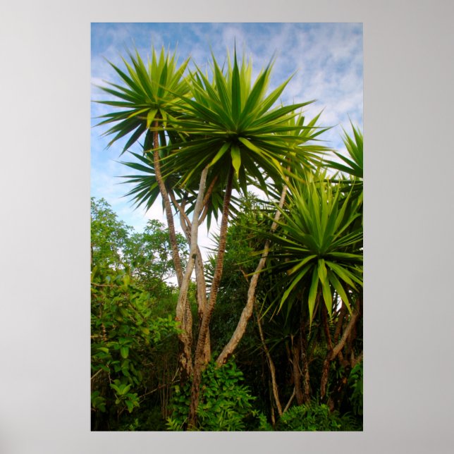 Candle Tree (Dracaena Concina), Ile Aux Poster (Vorne)