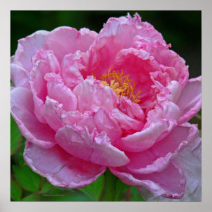 "CANDY PINK PEONY" (FOTOG) POSTER