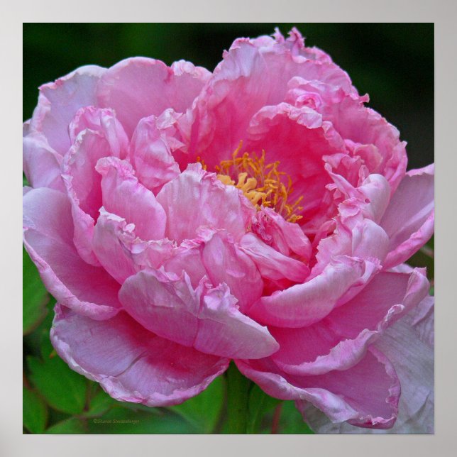 "CANDY PINK PEONY" (FOTOG) POSTER (Vorne)