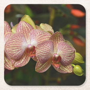 Candy Striped Orchid Party Untersetzer