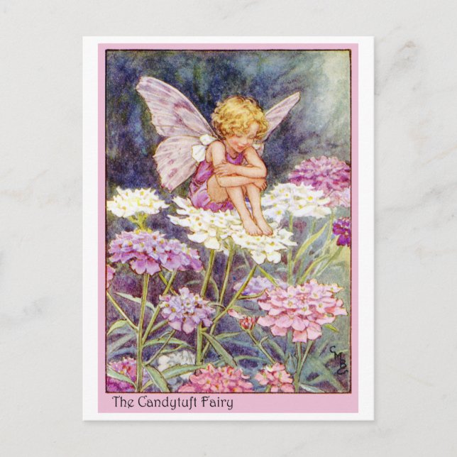 Candytuft Fairy Postkarte (Vorderseite)