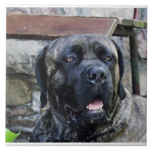 Cane Corso grau brindle Fliese